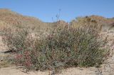Justicia californica. Цветущее растение. США, Калифорния, Joshua Tree National Park, пустыня Колорадо. 01.03.2017.