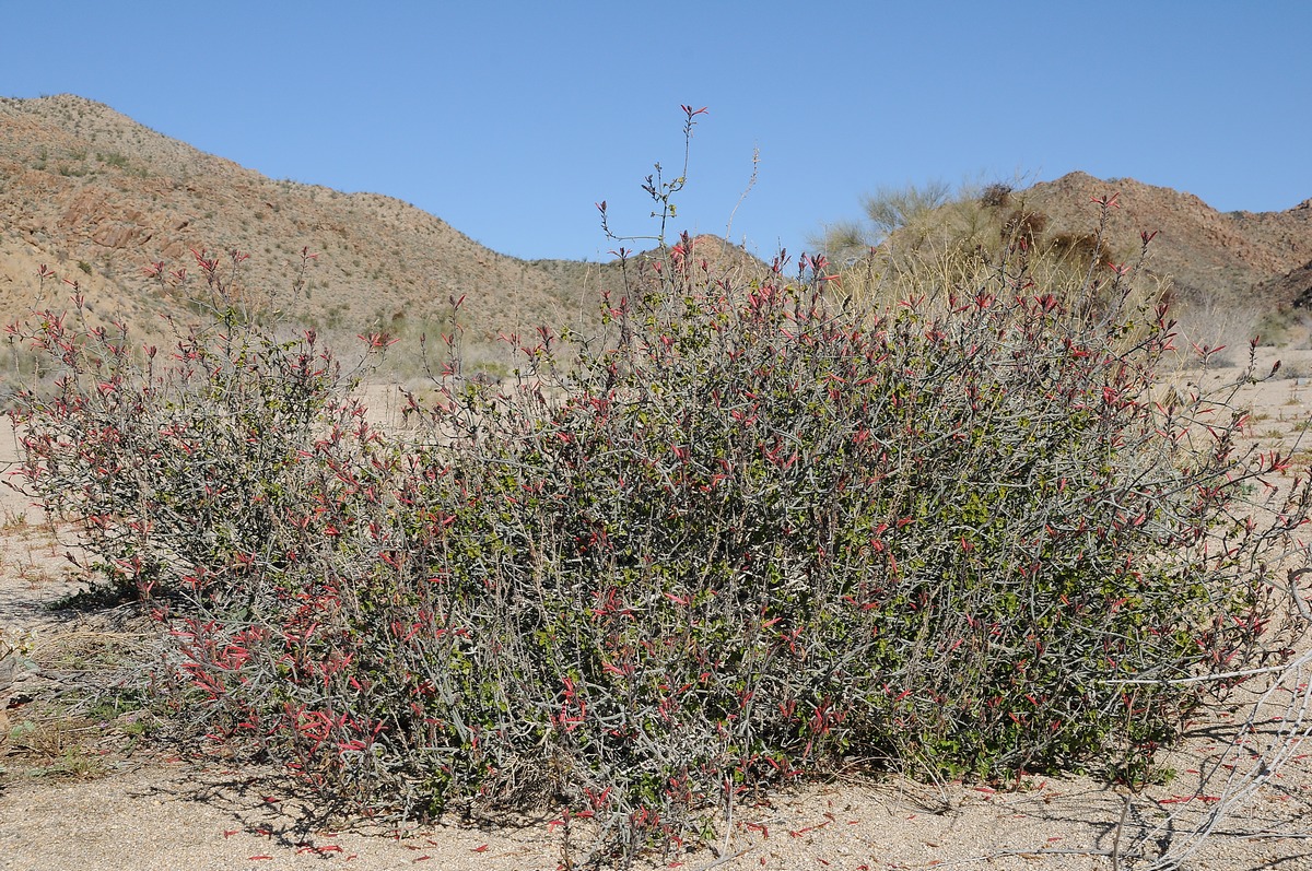 Image of Justicia californica specimen.