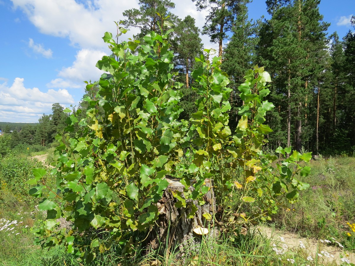 Image of Populus nigra specimen.