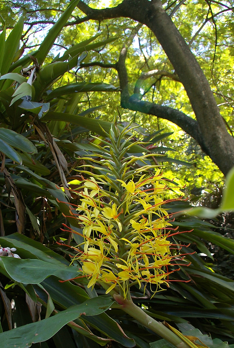 Image of Hedychium gardnerianum specimen.