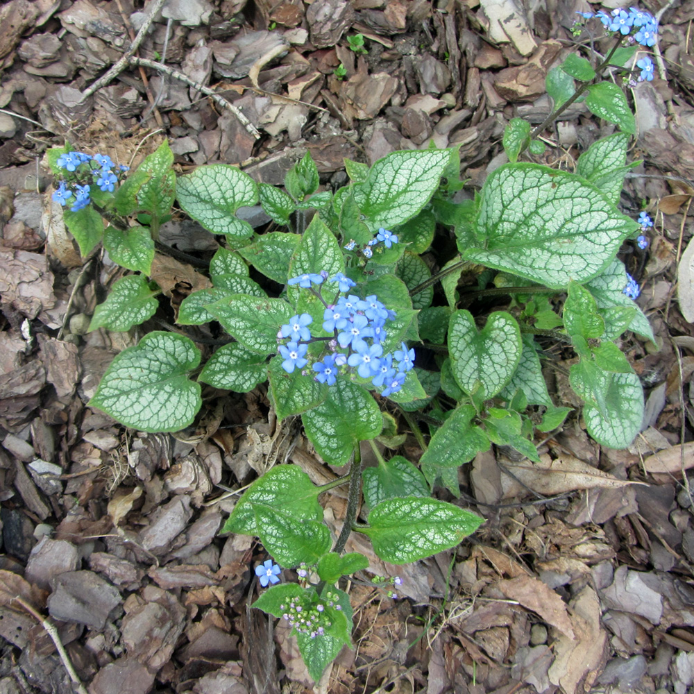 Изображение особи Brunnera macrophylla.