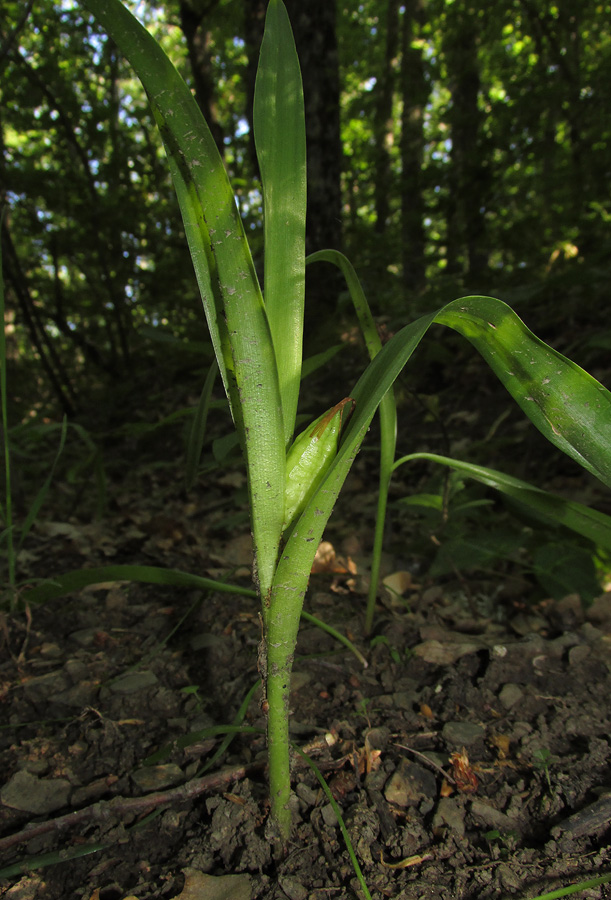 Изображение особи Colchicum umbrosum.