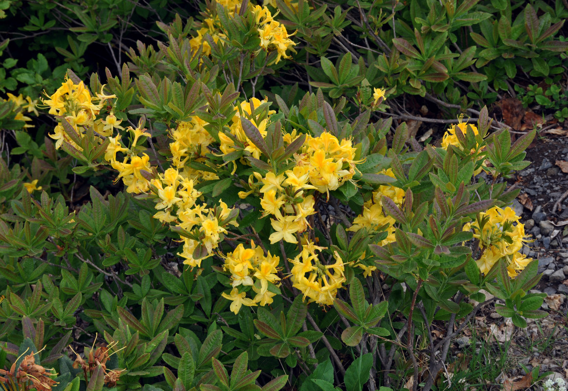 Изображение особи Rhododendron luteum.