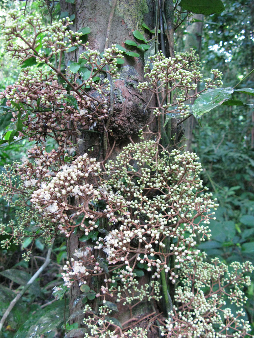 Image of genus Syzygium specimen.