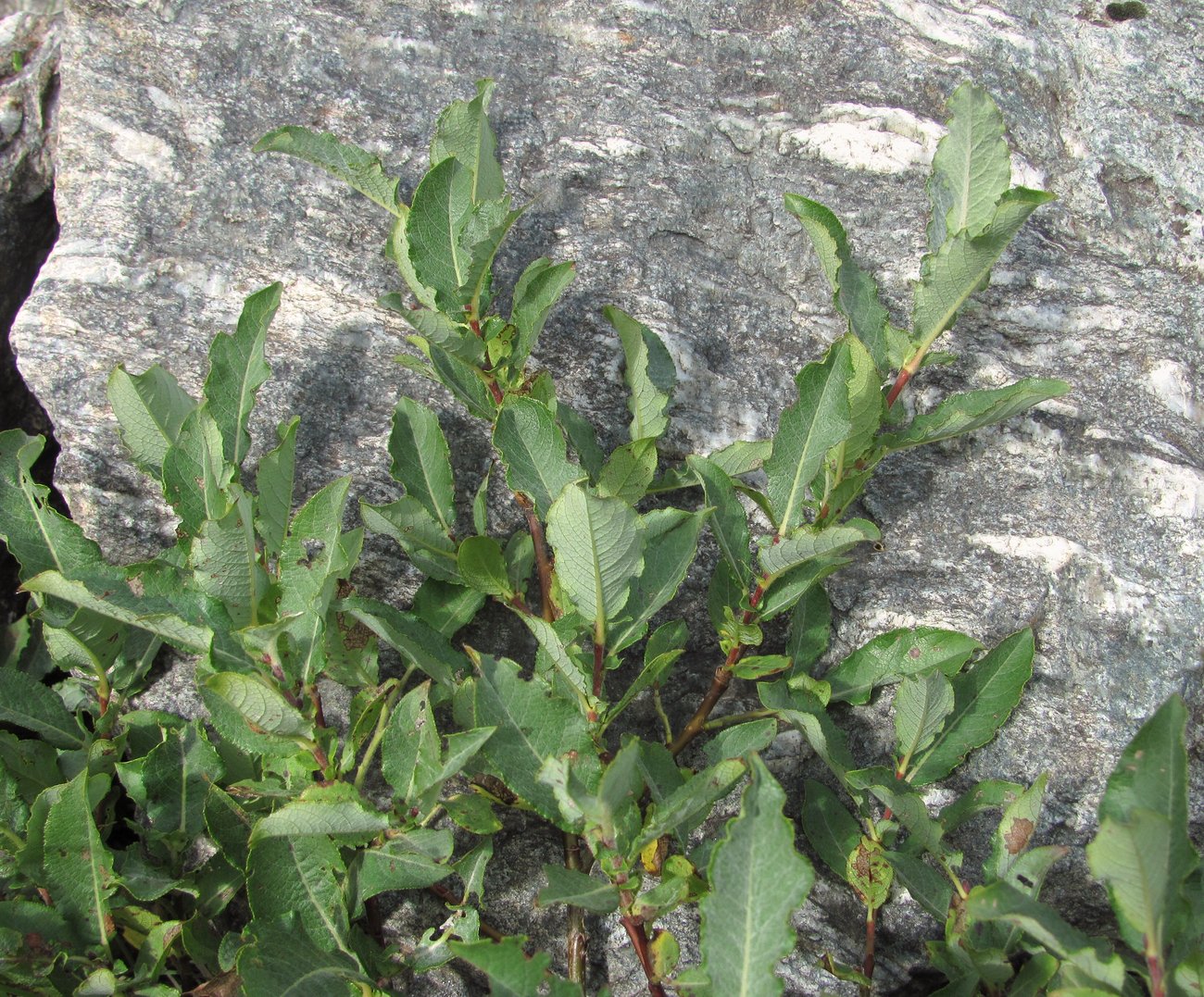 Image of genus Salix specimen.