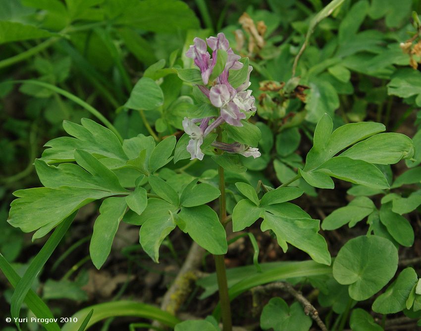 Изображение особи Corydalis marschalliana.