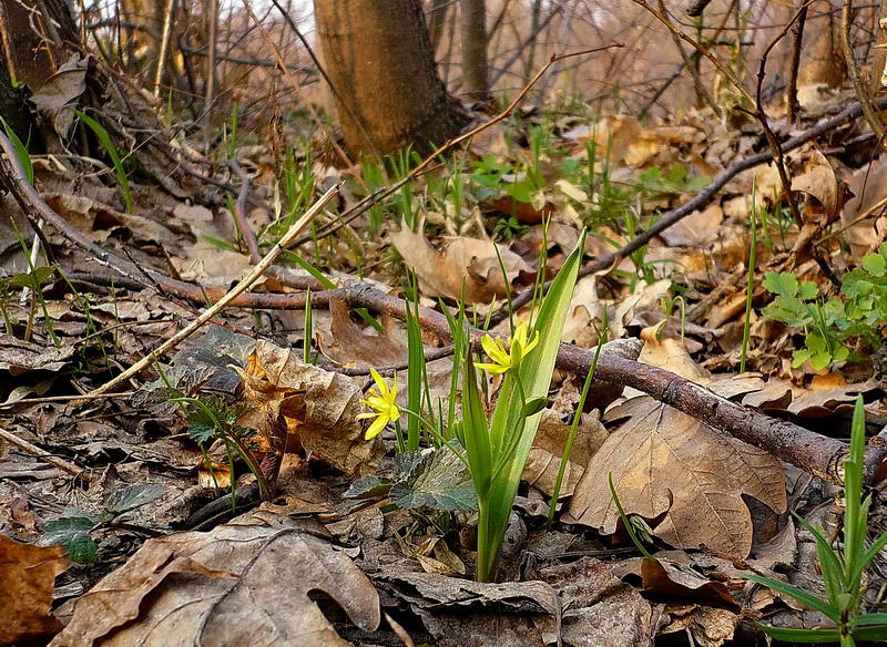 Image of Gagea lutea specimen.