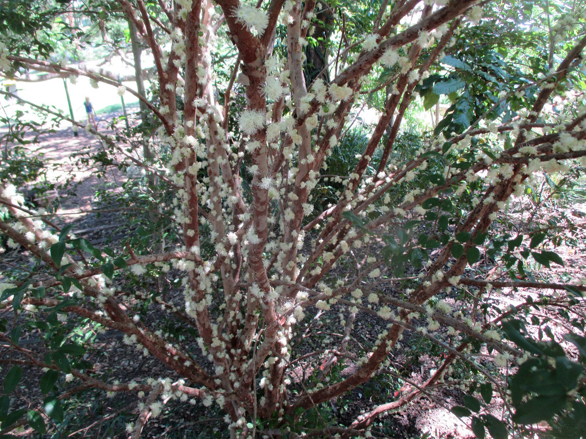 Image of Plinia cauliflora specimen.