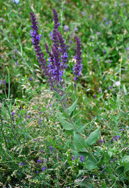 Image of Salvia deserta specimen.