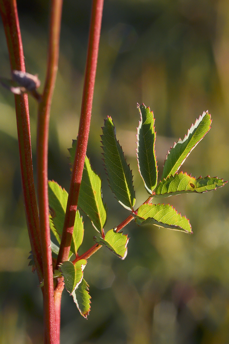 Image of Sanguisorba alpina specimen.