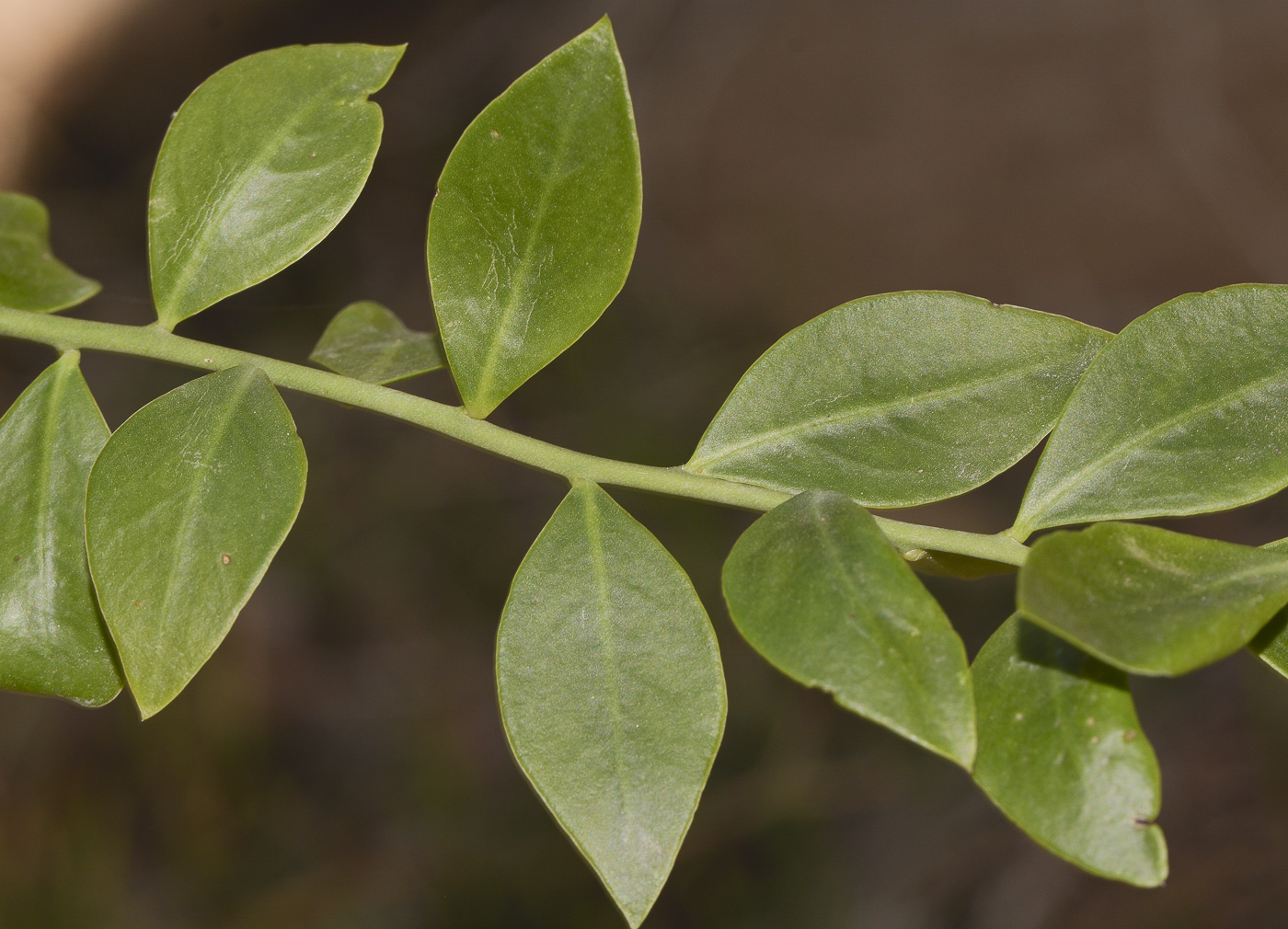 Image of genus Pereskia specimen.