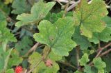 genus Rubus. Листья. Южный Китай, пров. Гуанси, округ Лонгшен, тропа от рисовых террас р-на хутора Дажай до пос. Пиньян. 11.10.2017.