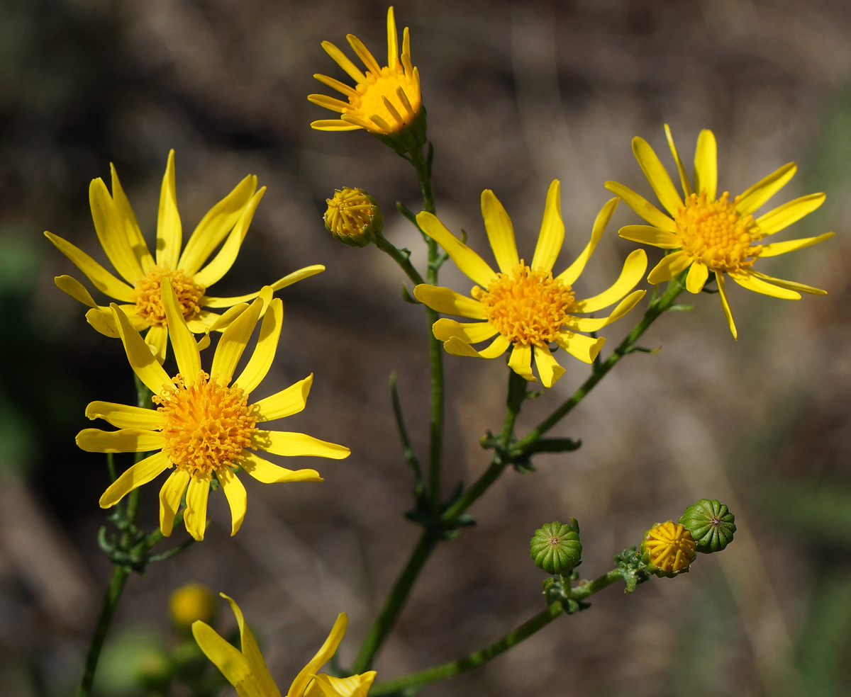 Изображение особи Senecio jacobaea.