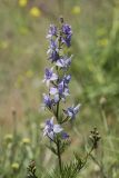 genus Delphinium. Верхушка побега с соцветием. Ростовская обл., Каменский р-н, окр. хут. Масаловка, рудеральное местообитание. 27.05.2018.