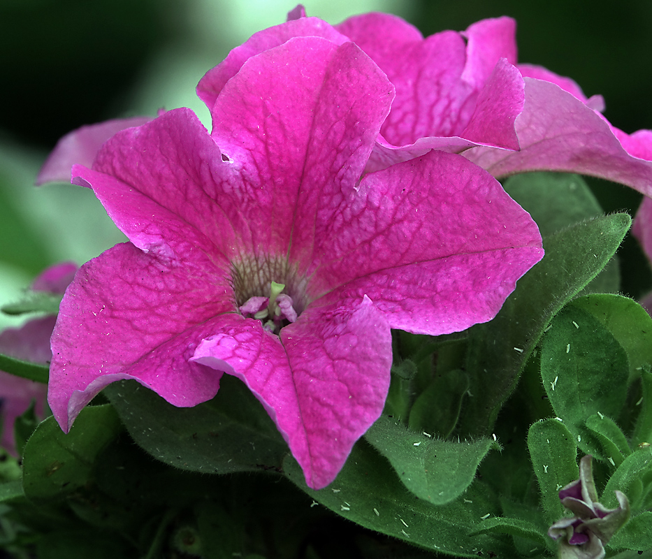 Image of Petunia &times; hybrida specimen.