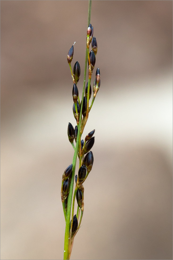 Image of Juncus gerardi specimen.