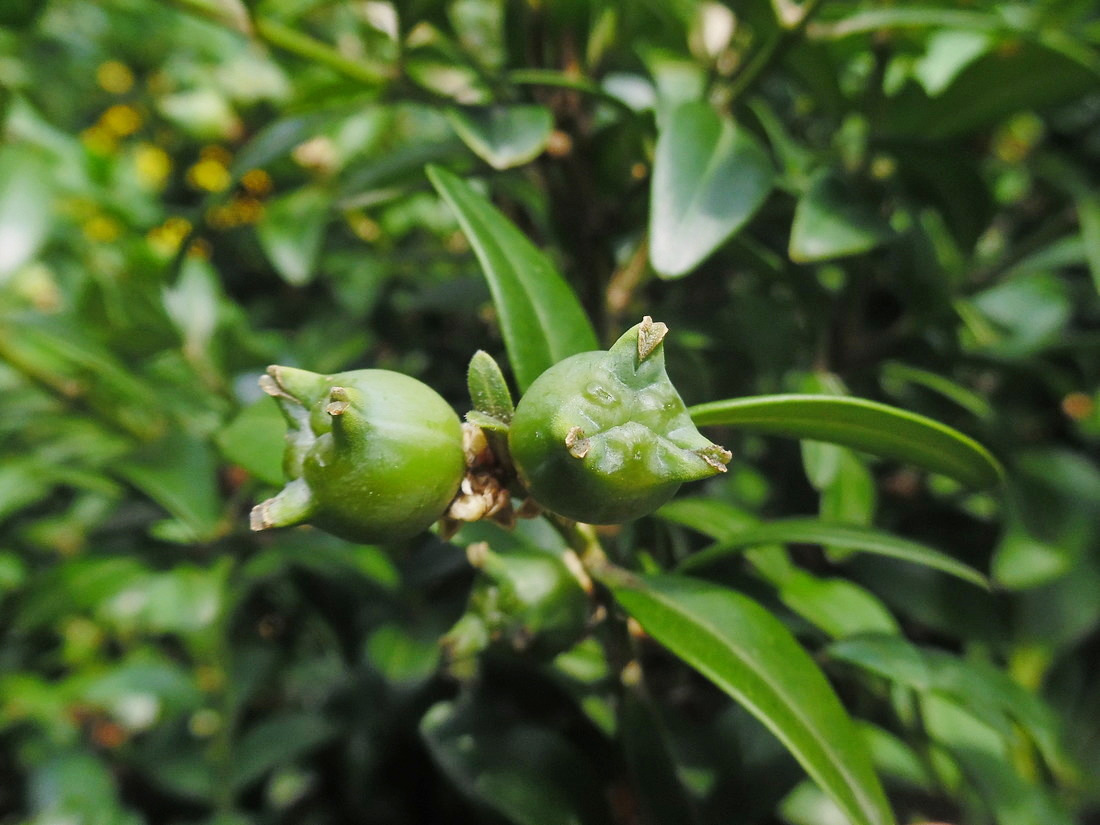 Image of Buxus sempervirens specimen.