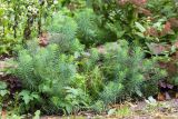 Euphorbia cyparissias