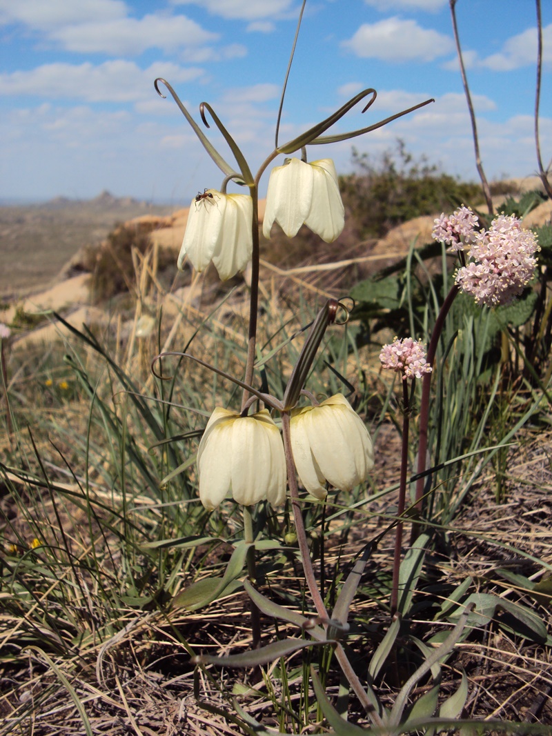 Image of Fritillaria verticillata specimen.