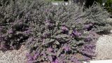 Leucophyllum frutescens. Группа цветущих растений. Кипр, г. Айа-Напа, в озеленении улицы. 06.10.2018.