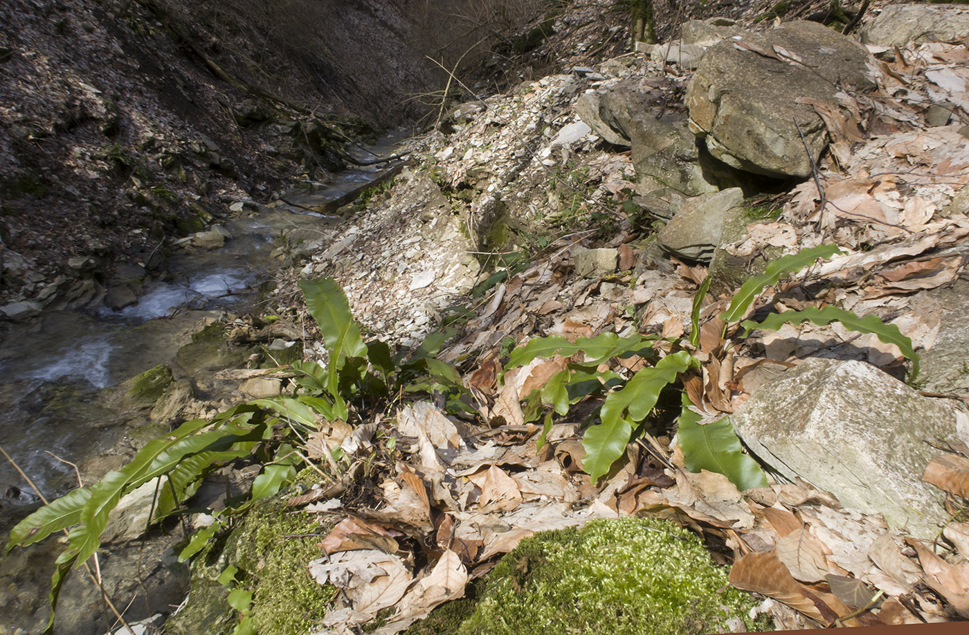 Image of Phyllitis scolopendrium specimen.