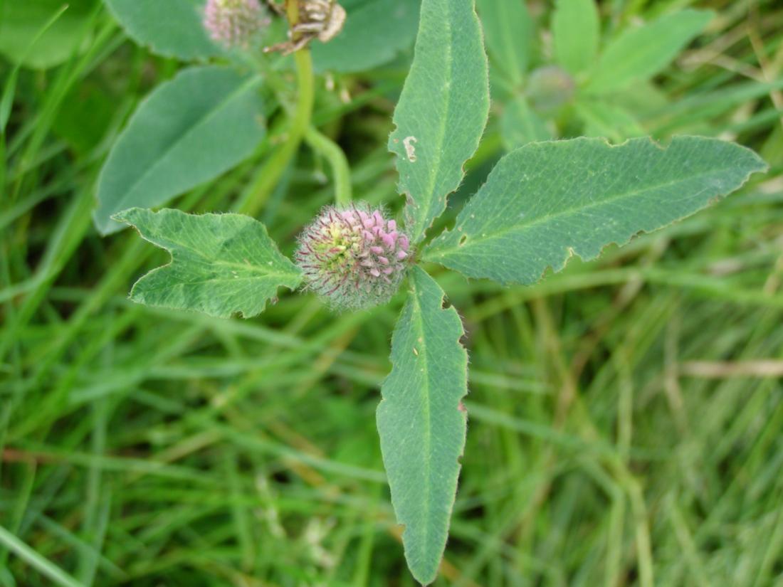 Image of Trifolium borysthenicum specimen.