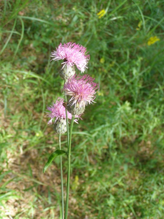 Image of genus Centaurea specimen.