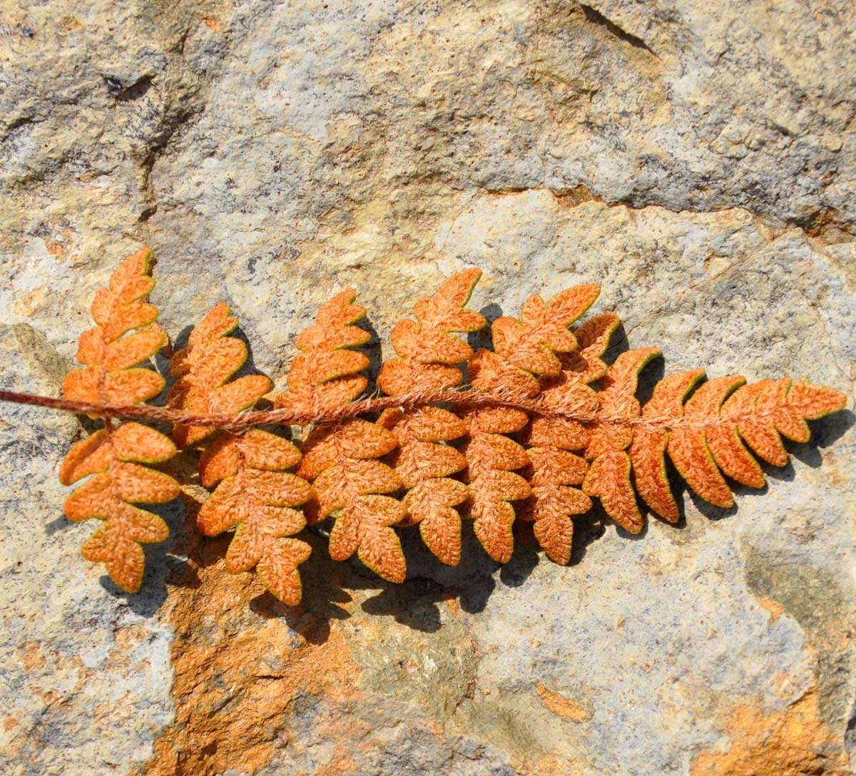 Image of Paragymnopteris marantae specimen.