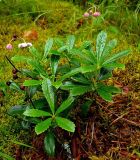 Chimaphila umbellata. Цветущее растение. Тверская область, пойма Волги возле д. Климово под Ржевом, сосновый лес. 20 июля 2008 г.