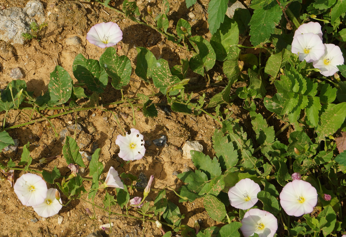 Image of Convolvulus arvensis specimen.