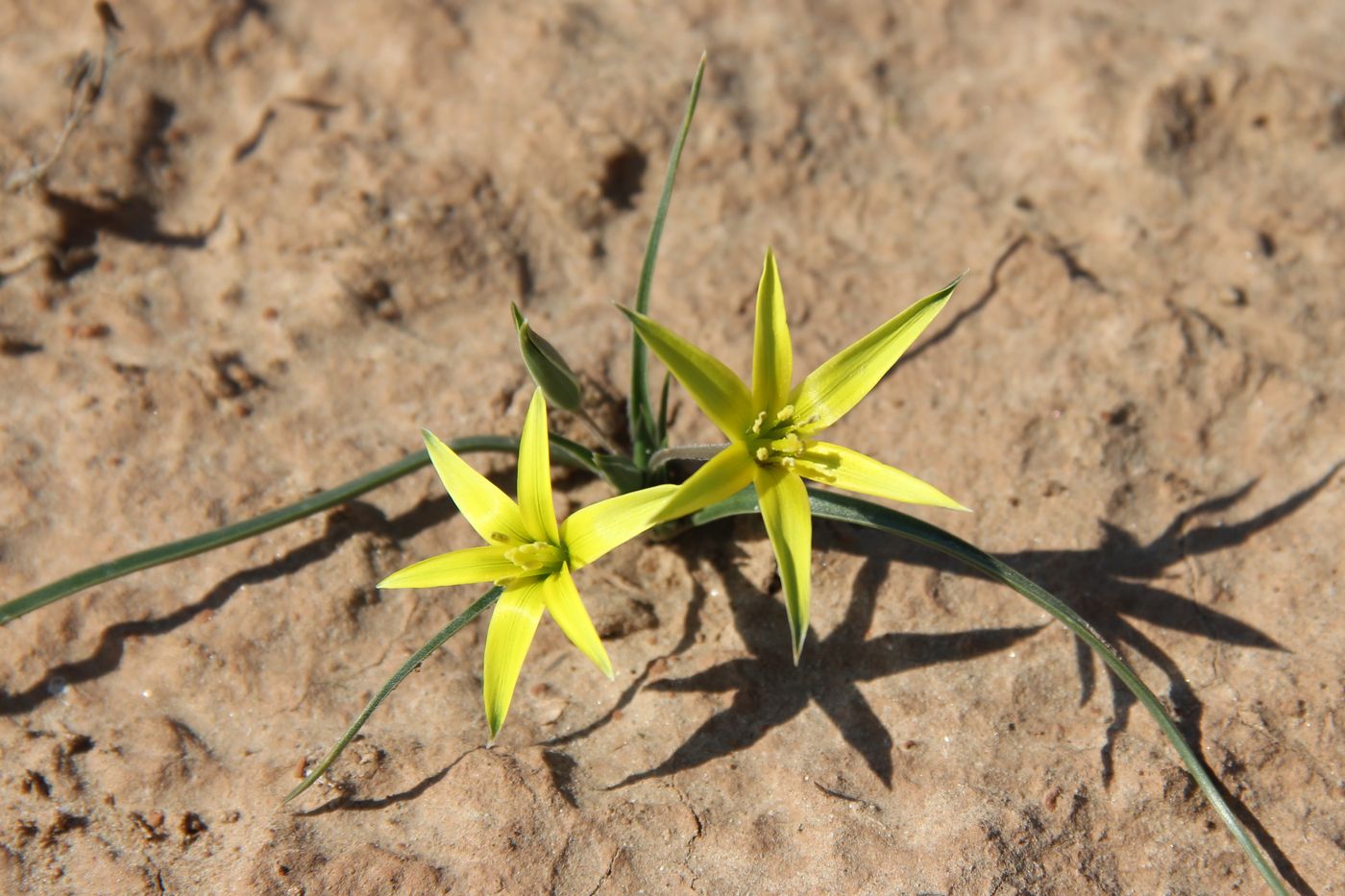 Изображение особи Gagea pseudoreticulata.