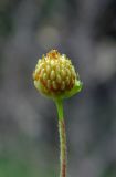 Potentilla caucasica