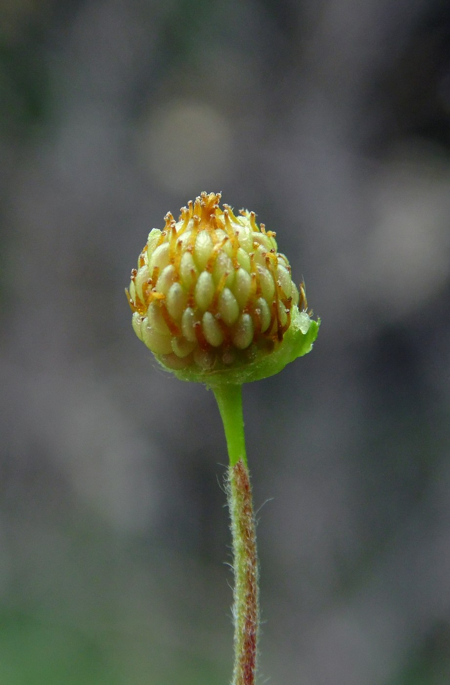 Изображение особи Potentilla caucasica.