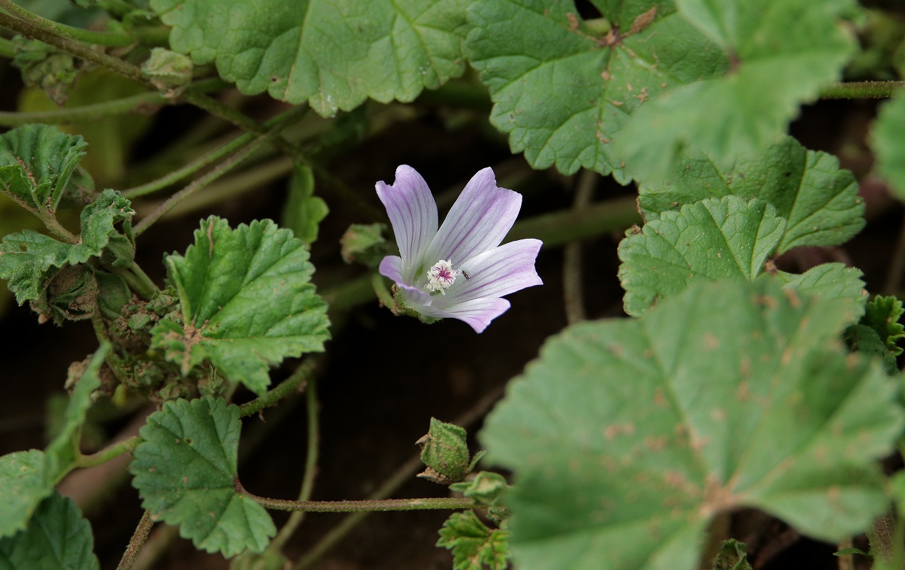 Изображение особи Malva neglecta.