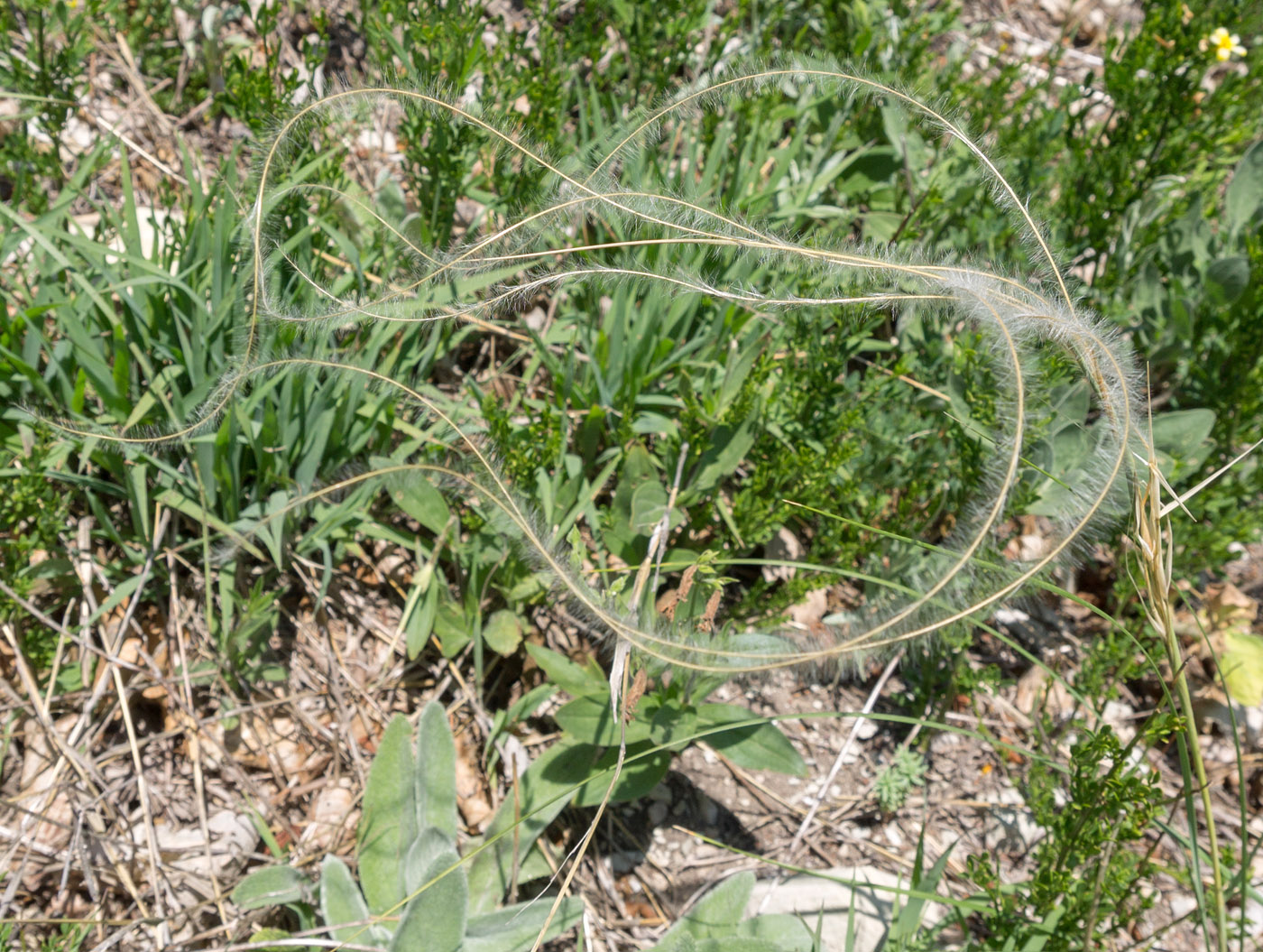 Изображение особи род Stipa.