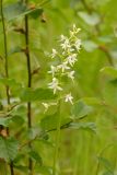 Platanthera bifolia