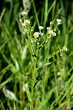 Erigeron annuus