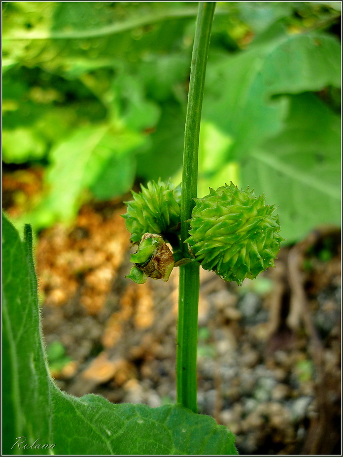 Изображение особи Sagittaria sagittifolia.