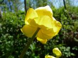 Trollius europaeus. Цветок. Московская обл., Талдомский р-н, смешанный лес. 19.05.2011.