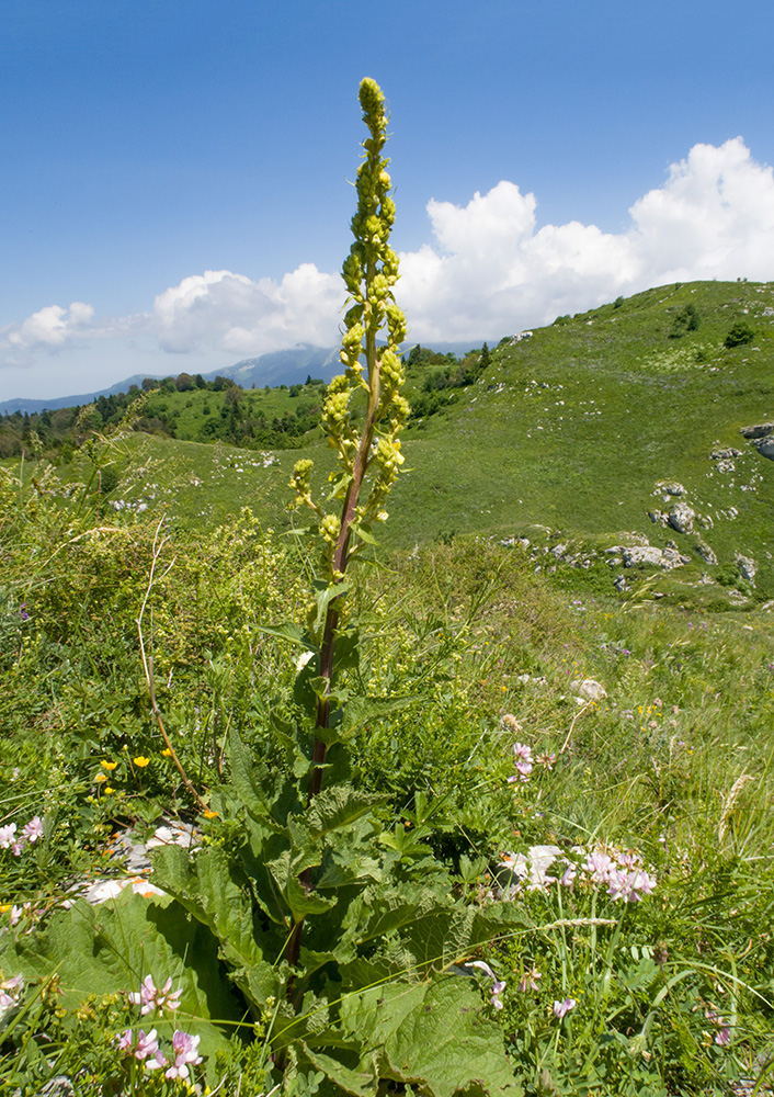 Изображение особи Verbascum pyramidatum.