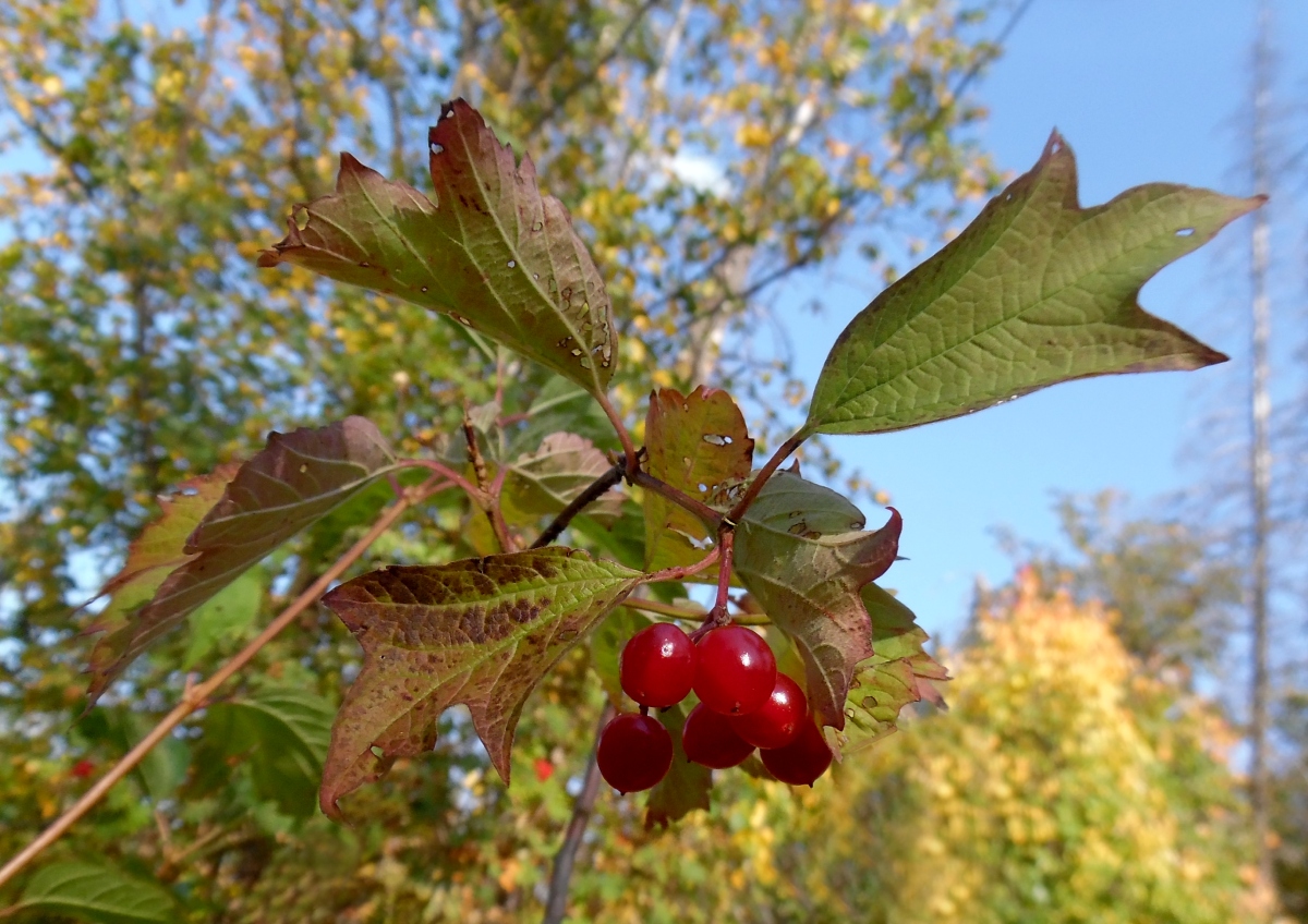 Image of Viburnum opulus specimen.