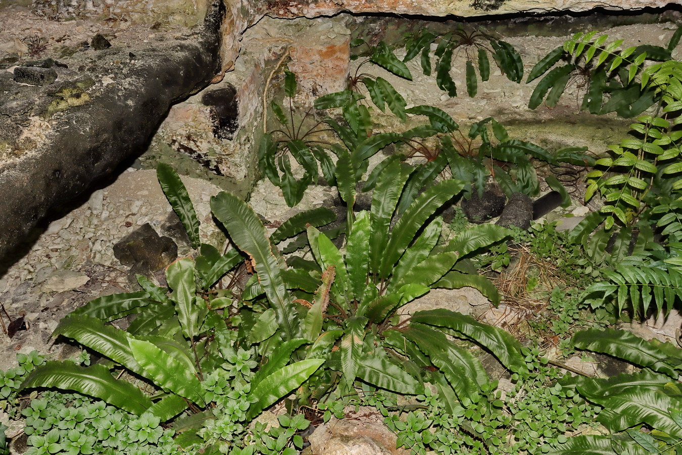 Изображение особи Phyllitis scolopendrium.