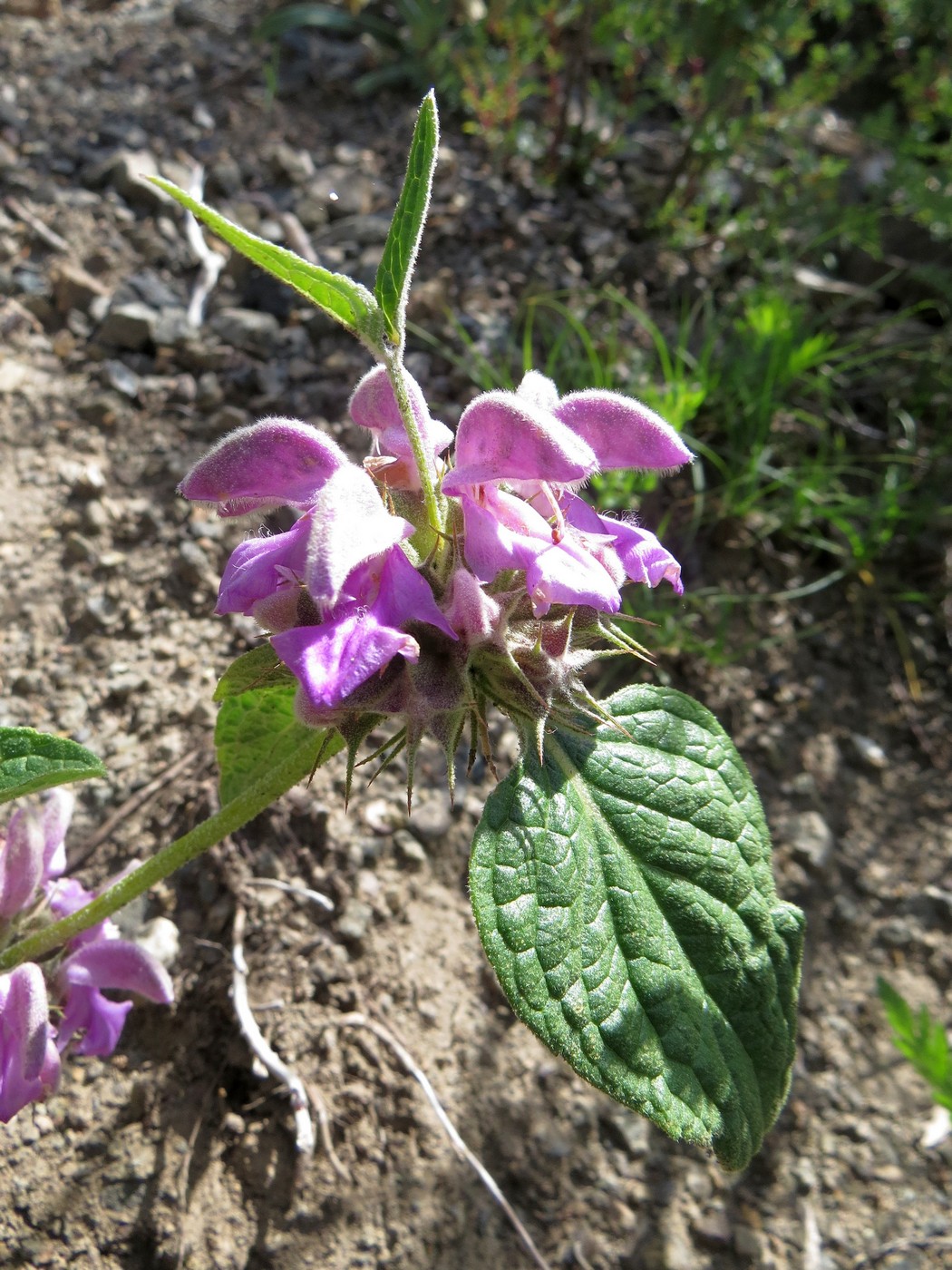 Изображение особи Phlomis fruticetorum.