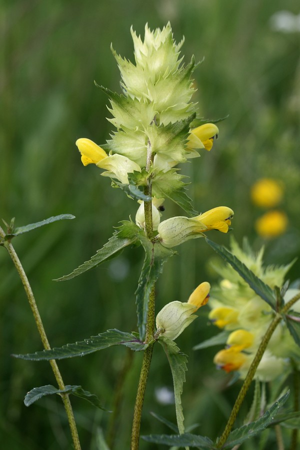 Image of Rhinanthus vernalis specimen.