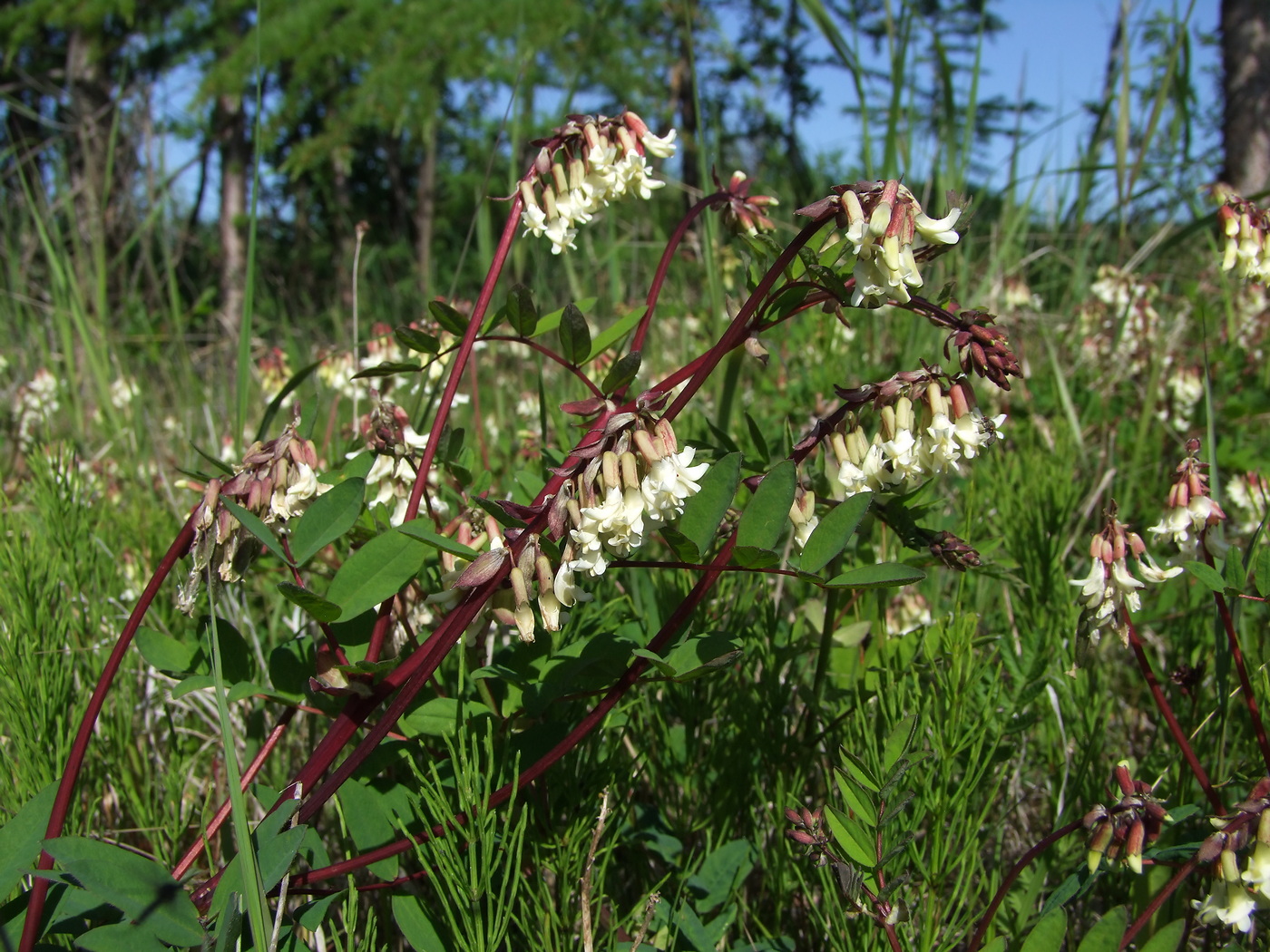 Изображение особи Astragalus frigidus.