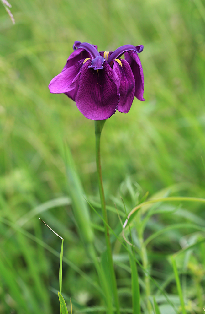 Изображение особи Iris ensata.