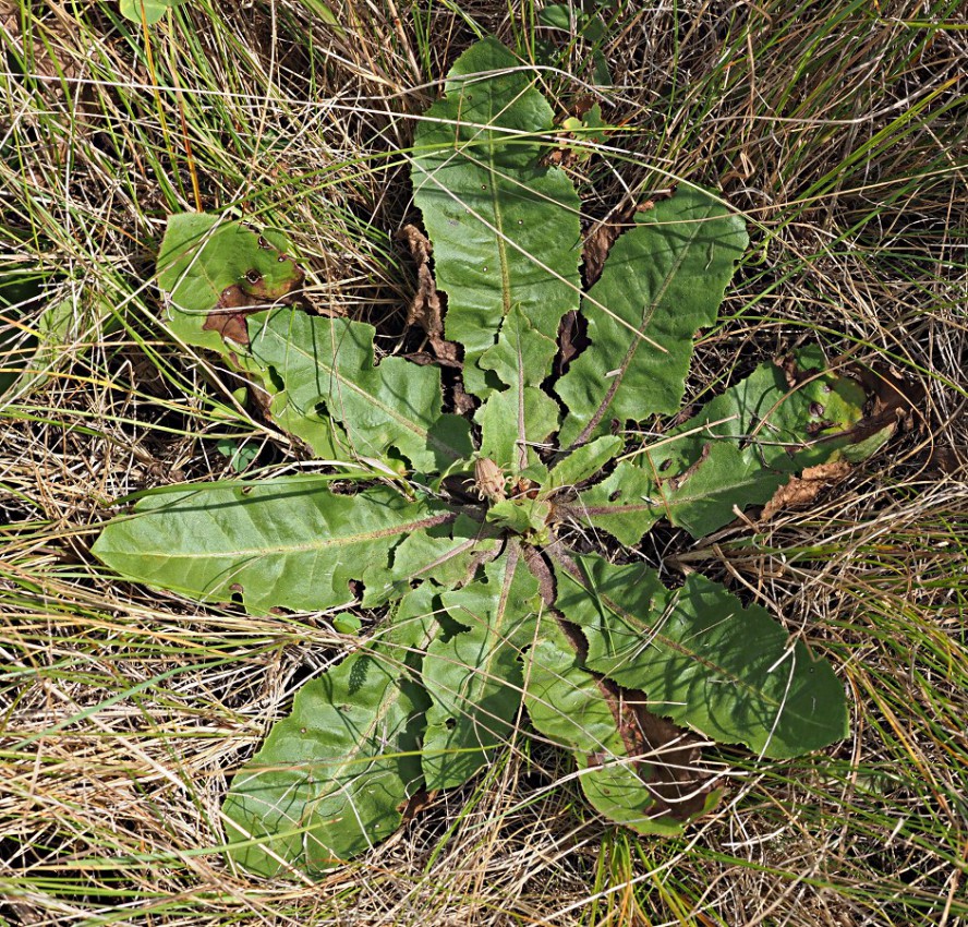 Image of Taraxacum serotinum specimen.