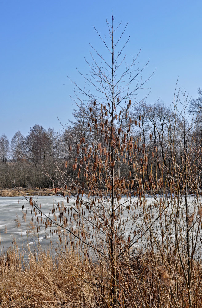 Image of Alnus glutinosa specimen.