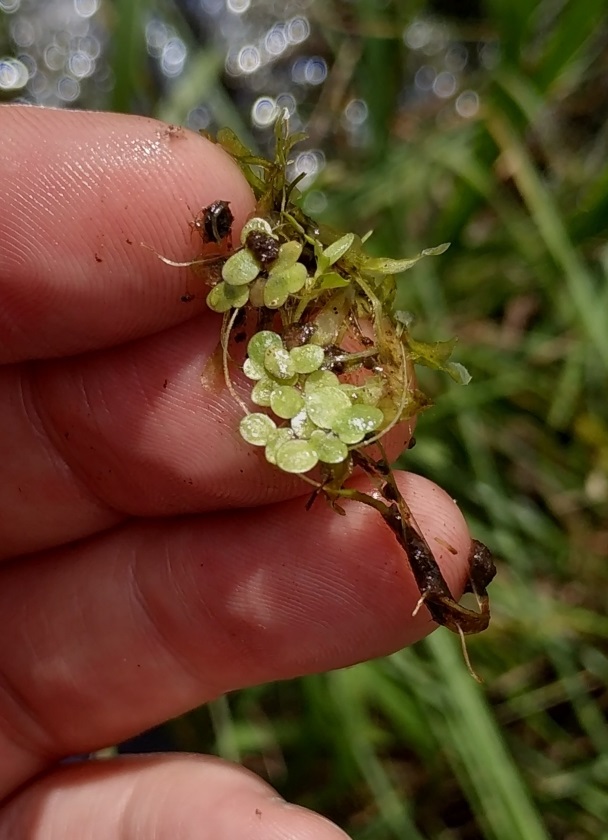 Image of Lemna turionifera specimen.