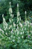 Aconitum orientale